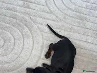 Miniature Dachshund dogs Miniature dachshund - Advert 2