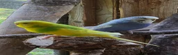 Budgerigars birds for sale: Pair of budgies - Advert 4