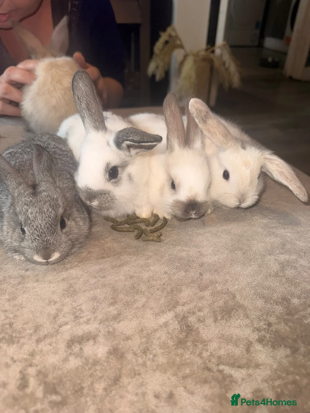 Mini Lop rabbits for sale: Pure breed Mini lops - Advert 12