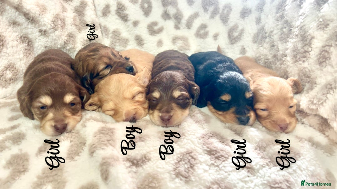 Miniature Dachshund dogs for sale: Gorgeous mini long haired dachshund puppies🐾🩷 - Advert 2