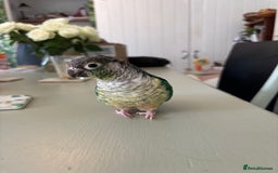 Conures birds for sale: Pair of tame conures  - Image 2
