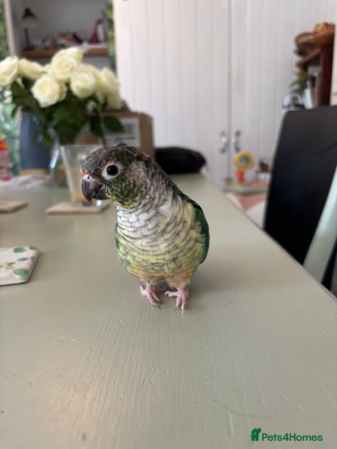 Conures birds for sale: Pair of tame conures  - Image 2