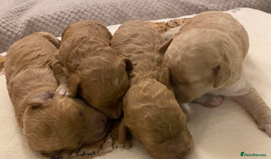 Cavapoo dogs for sale: Gorgeous Teddybear Cavapoo Puppies health checked  - Advert 5