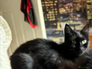 British Shorthair cats 2 beautiful black kittens - Advert 2
