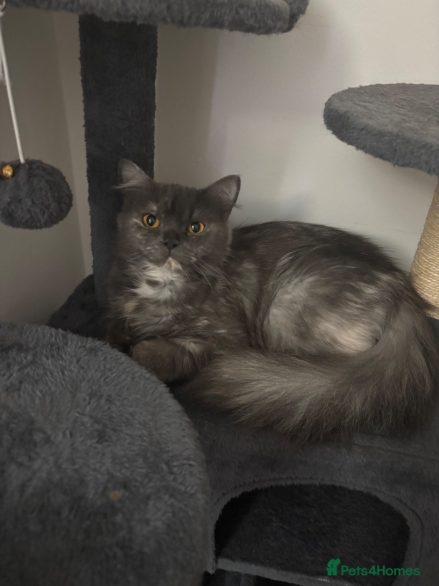 Persian cats Persian Kittens Due 05/10 – Blue Smoke × Himalayan - Advert 1