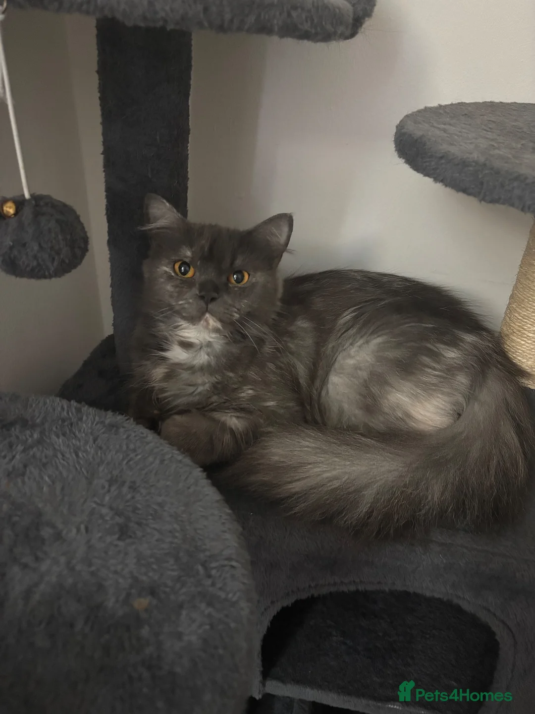 Persian cats for sale: Persian Kittens Due 05/10 – Blue Smoke × Himalayan in Wallington - Advert 1