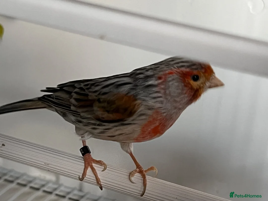 Canaries birds for sale: Breeding pair agate canaries - Advert 2