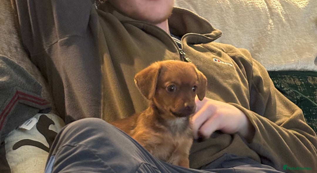 Mixed Breed dogs for sale: F1 dameranians  - Image 10