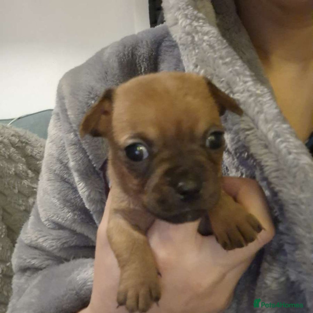Mixed Breed dogs for sale: Adorable Frenchie Chiweenie Puppies - Advert 13