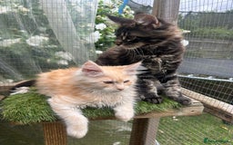 Maine Coon cats for sale: 🔥 TICA Maine coon kittens 🔥  READY NOW 💕💕 - Image 22