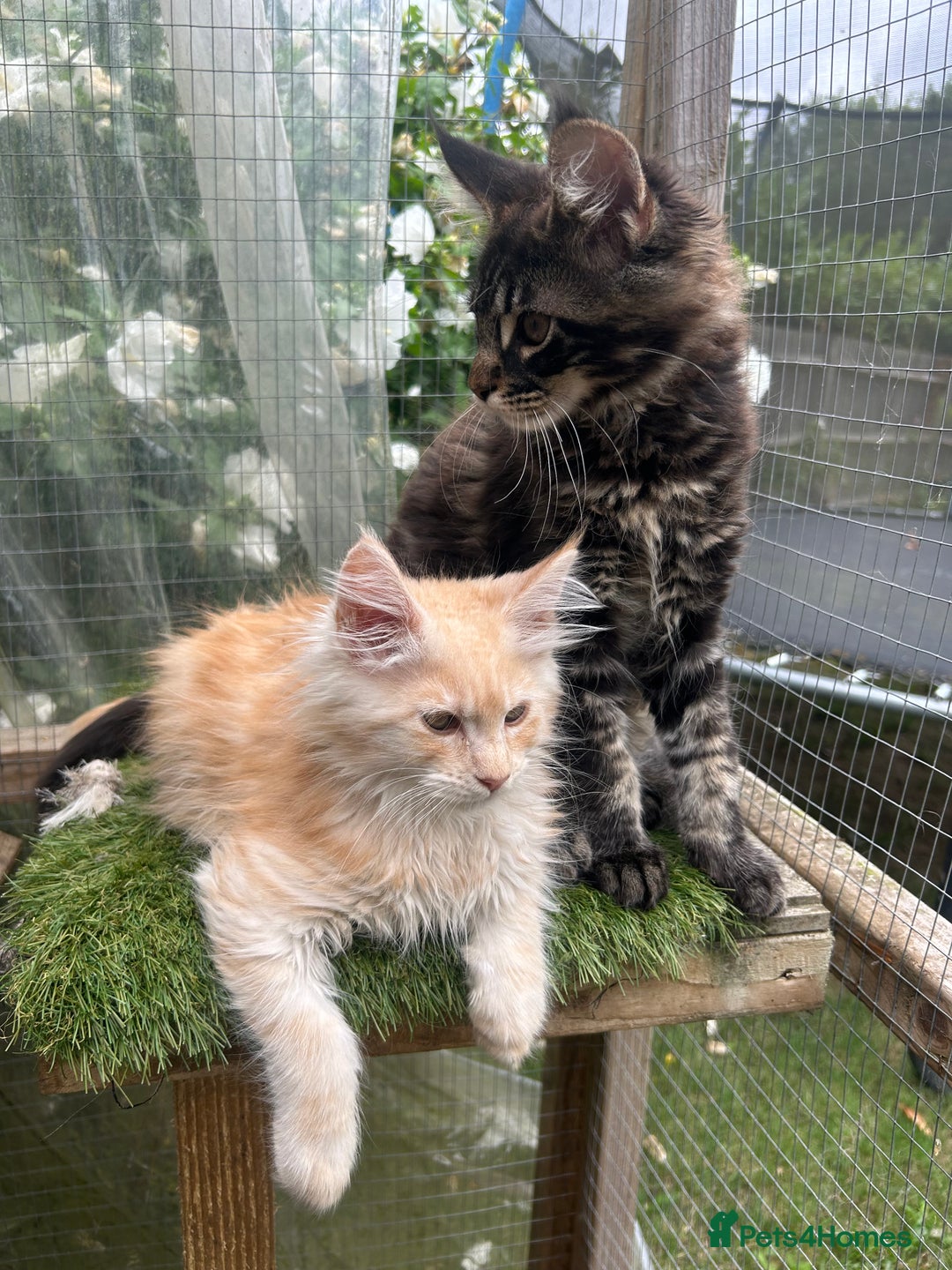 Maine Coon cats for sale: 🔥 TICA Maine coon kittens 🔥  READY NOW 💕💕 - Image 22