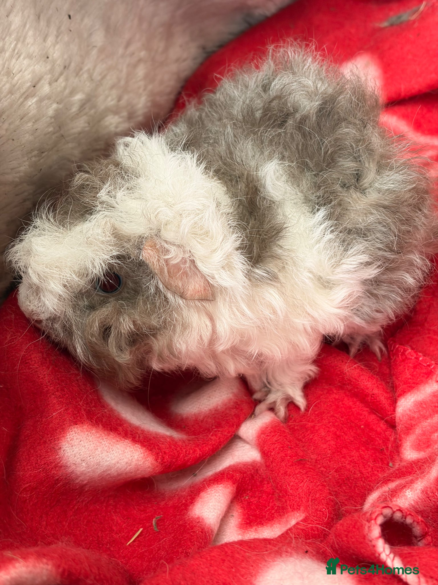 Guinea Pig rodents for sale: BEAUTIFUL BABY BOY GUINEA PIGS - Advert 9