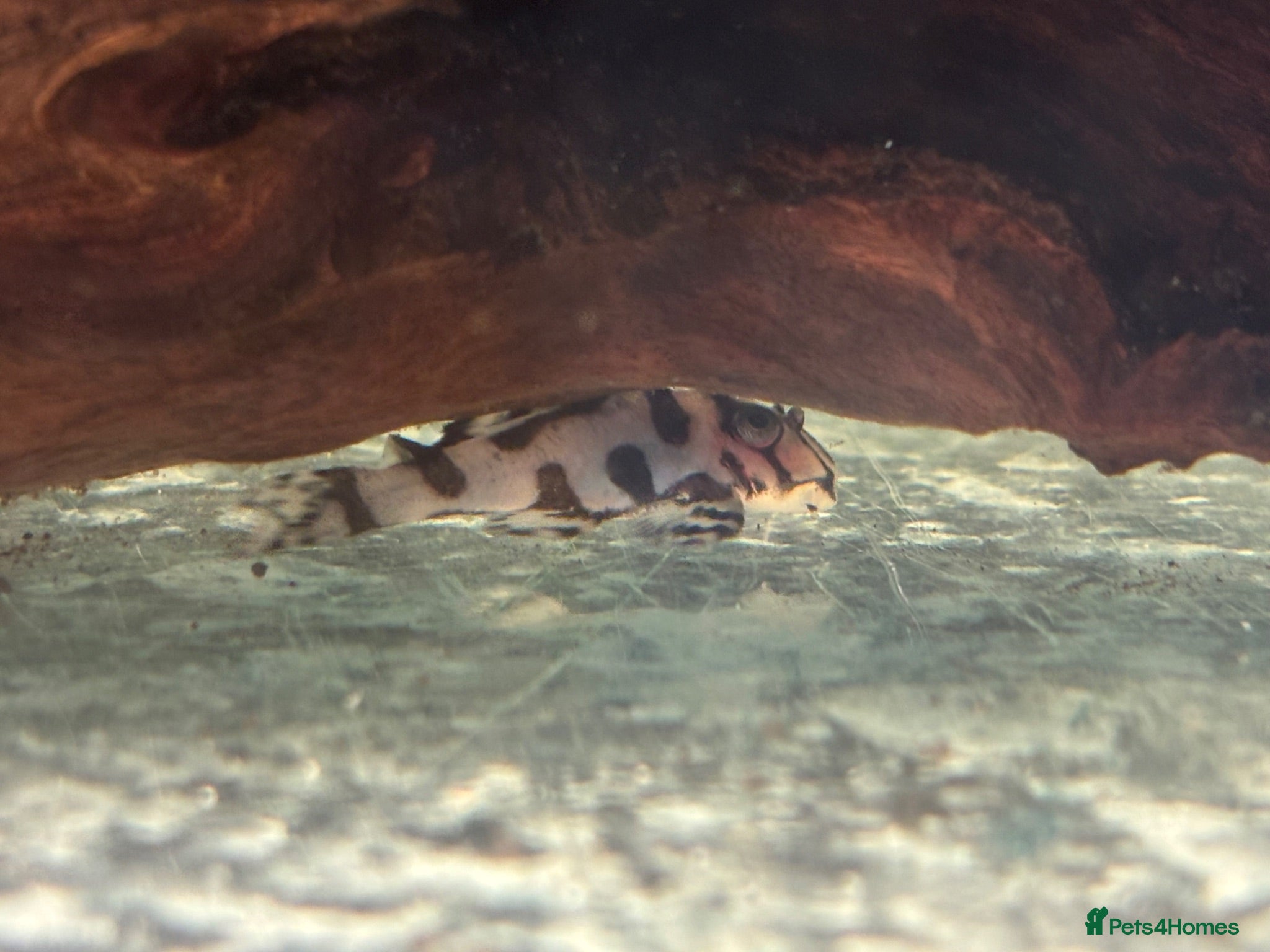 Plecos fish L236rb Pleco AAGrade - Advert 5