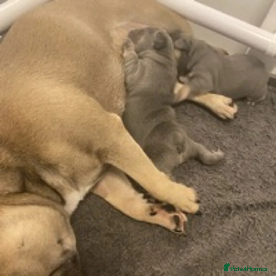French Bulldog dogs for stud: BRUCE blue and tan french bulldog in Sheffield - Advert 13