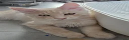 Maine Coon cats for sale: Rare Colour 3/4 Maincoon Ragdoll Mix Kitten - Advert 29