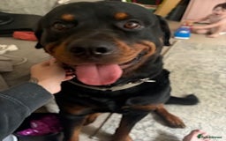 Rottweiler dogs for sale: PLEASE READ FULL DESCRIPTION BEFORE ENQUIRING  - Image 2