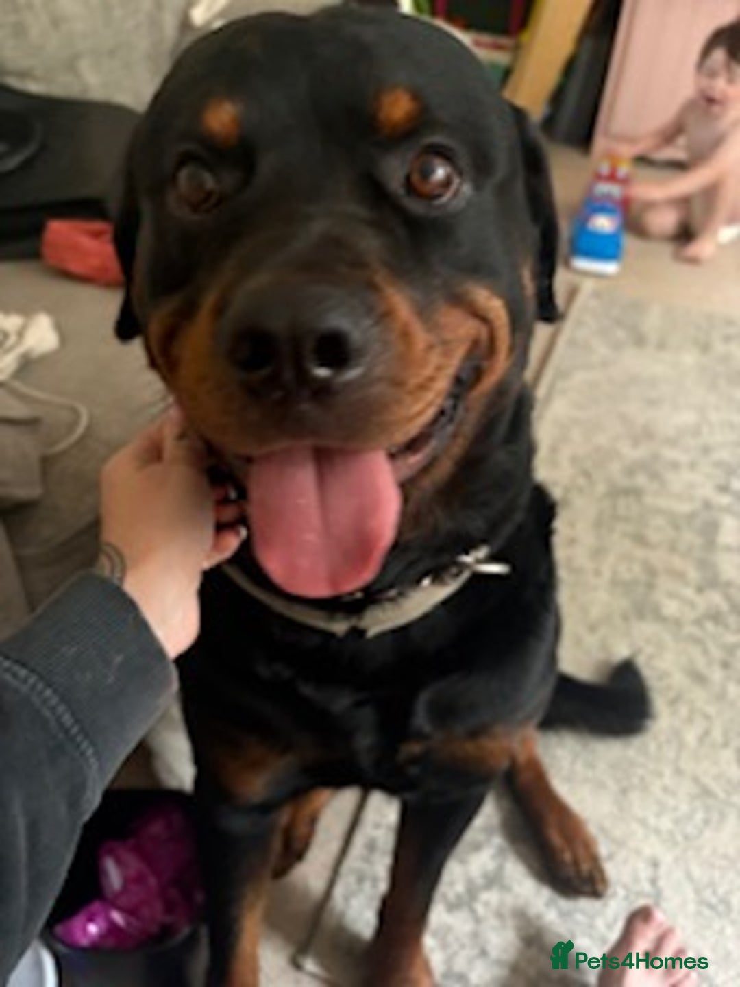 Rottweiler dogs for sale: PLEASE READ FULL DESCRIPTION BEFORE ENQUIRING  - Image 2
