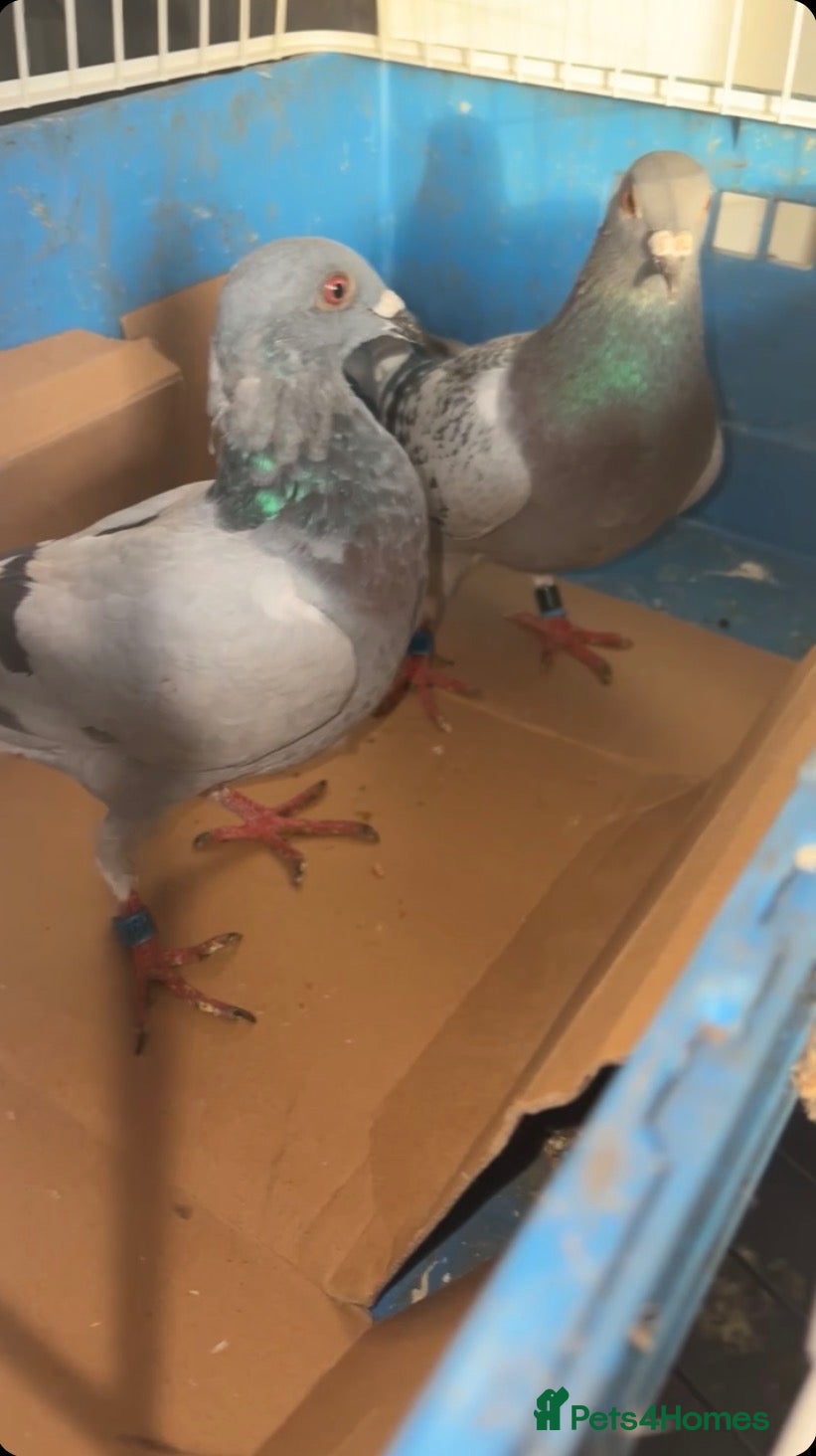 Pigeons birds 2 young racing pigeons for sale  - Advert 3