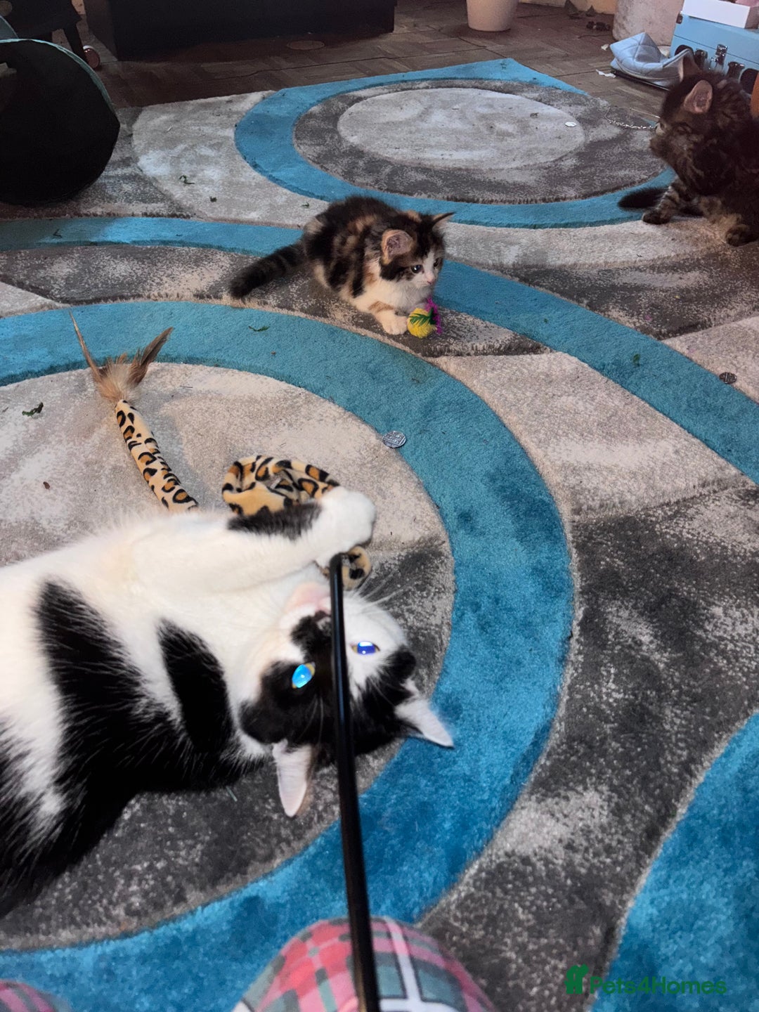Mixed Breed cats for sale: Calico girl and tabby buy 9 weeks old  - Image 2