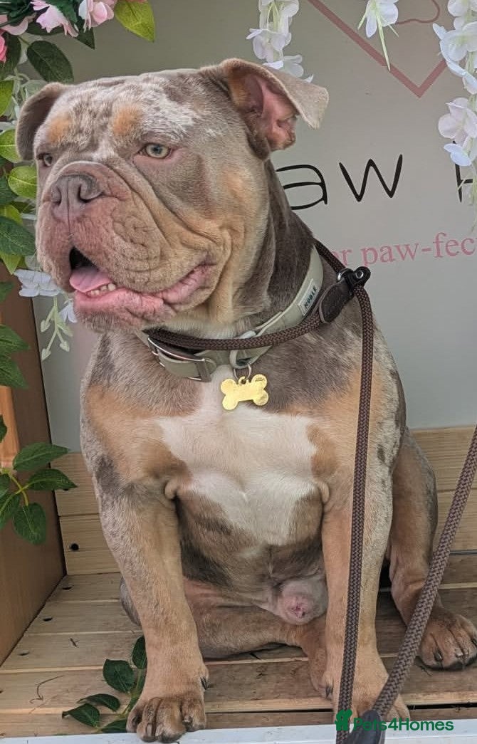 Olde English Bulldogge dogs NEBBR registered olde English bulldog  - Advert 2