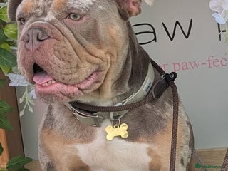 Olde English Bulldogge dogs NEBBR registered olde English bulldog - Advert 1