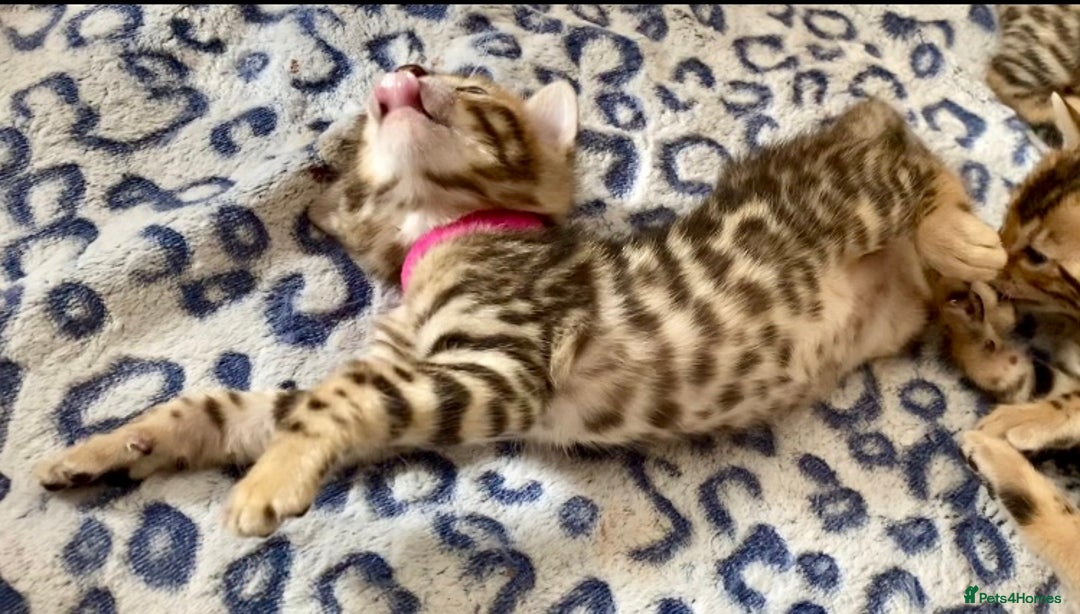 Bengal cats for sale: ⭐️ 1 LEFT!! - STUNNING TICA REG BENGAL CUBS ⭐️ - Image 20