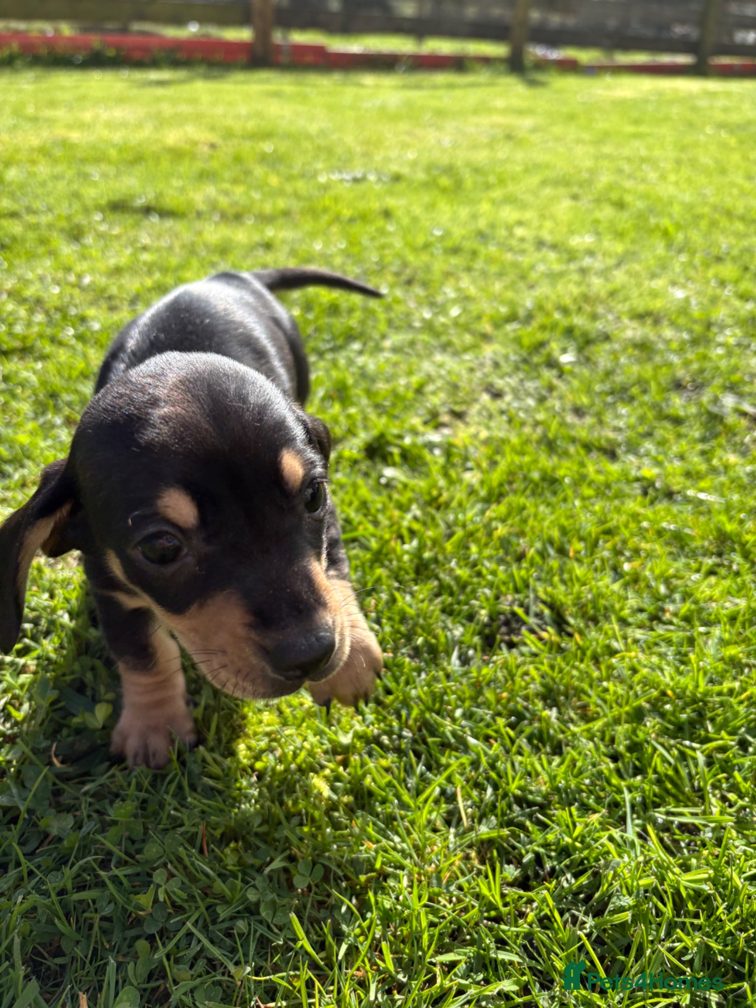 Miniature Dachshund dogs Miniature Dachshund - Advert 16