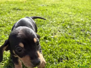 Miniature Dachshund dogs Miniature Dachshund - Advert 16