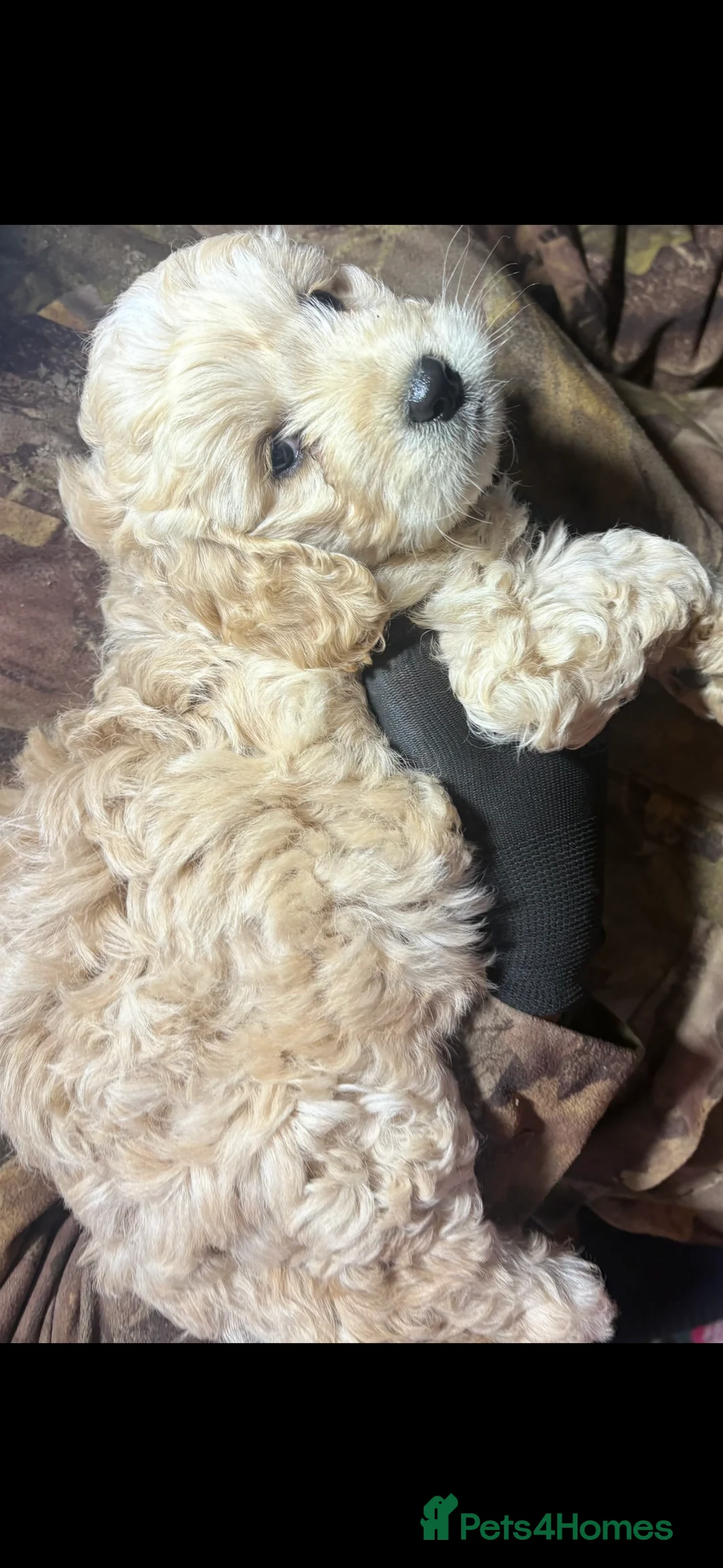 Cockapoo dogs for sale: 6 week old male cockerpoo - Advert 1