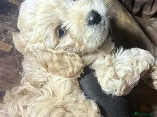 Cockapoo dogs 6 week old male cockerpoo - Advert 1