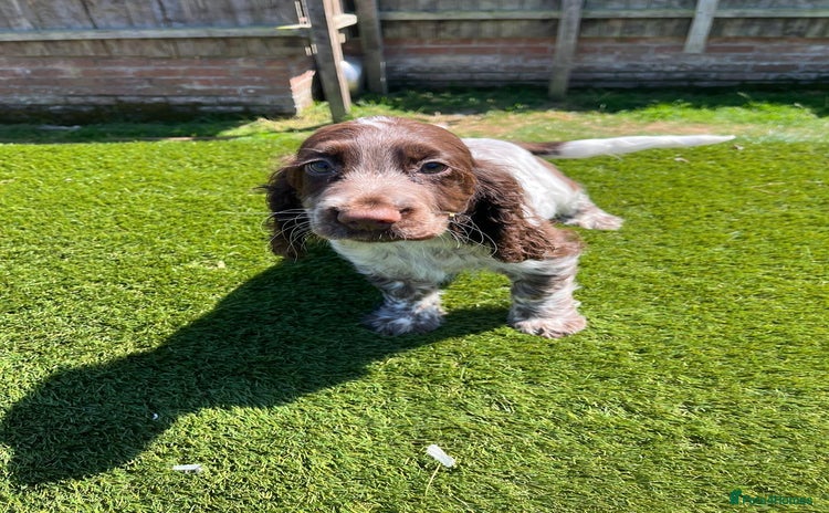 Cocker Spaniel dogs - Advert 2