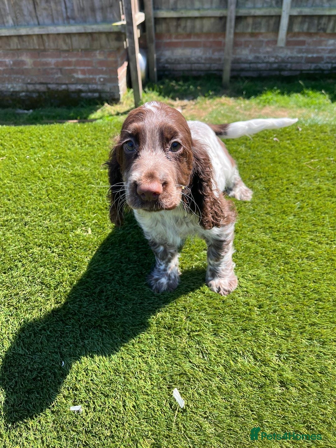 Cocker Spaniel dogs for sale: 2 Cocker spaniel puppies available  - Image 4