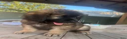 Leonberger dogs for sale: Leonberger puppies for sale  - exceptional quality - Advert 3