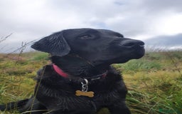 Labrador Retriever dogs for sale: Beautiful pedigree puppies ready 30th Sept - Image 17