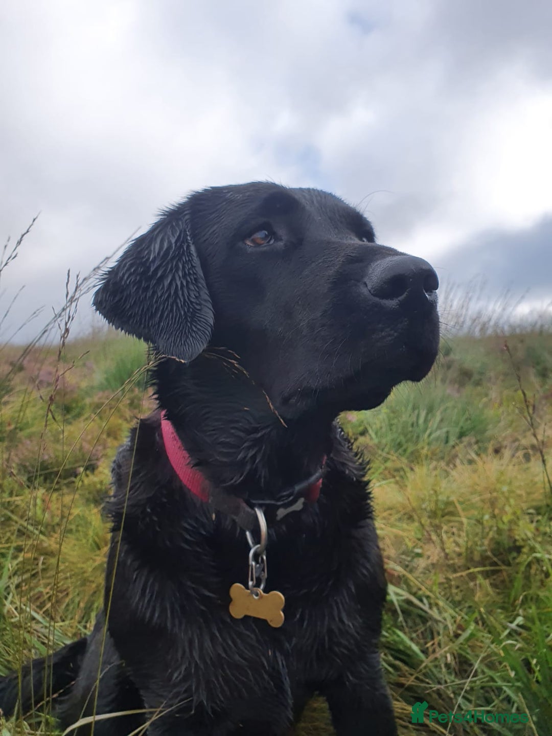 Labrador Retriever dogs for sale: Beautiful pedigree puppies ready 30th Sept - Image 17