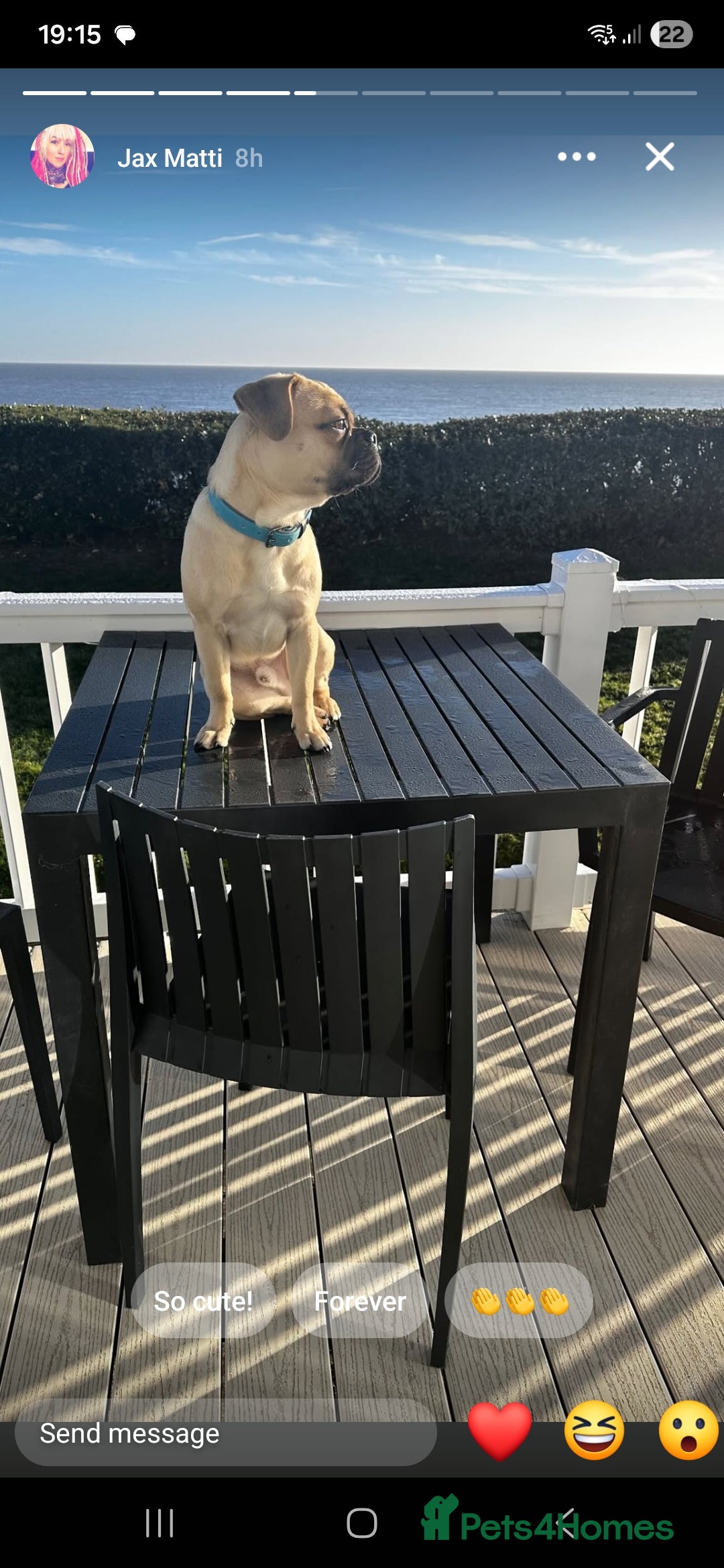 Mixed Breed dogs for sale: Bear for rehome - Advert 6