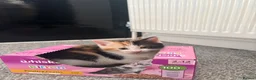 Mixed Breed cats for sale: Kittens  - Advert 13