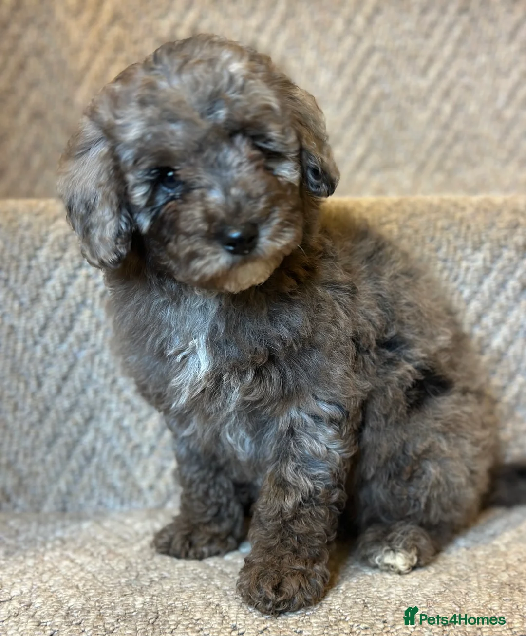 Poochon dogs for sale: Poochon pups 🩷🩵 - Advert 5