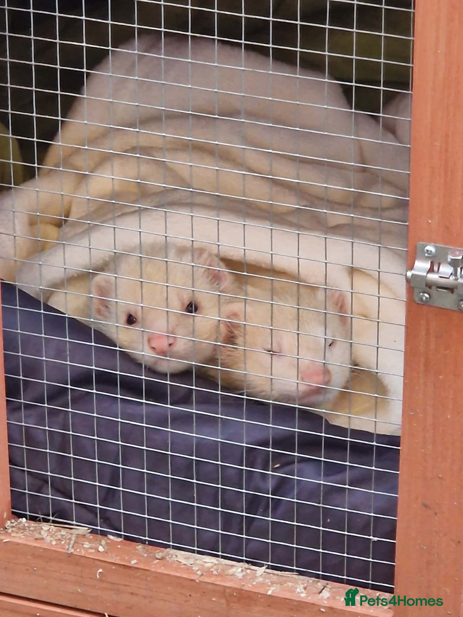 Ferret rodents 2 male ferrets needing new home  - Advert 4