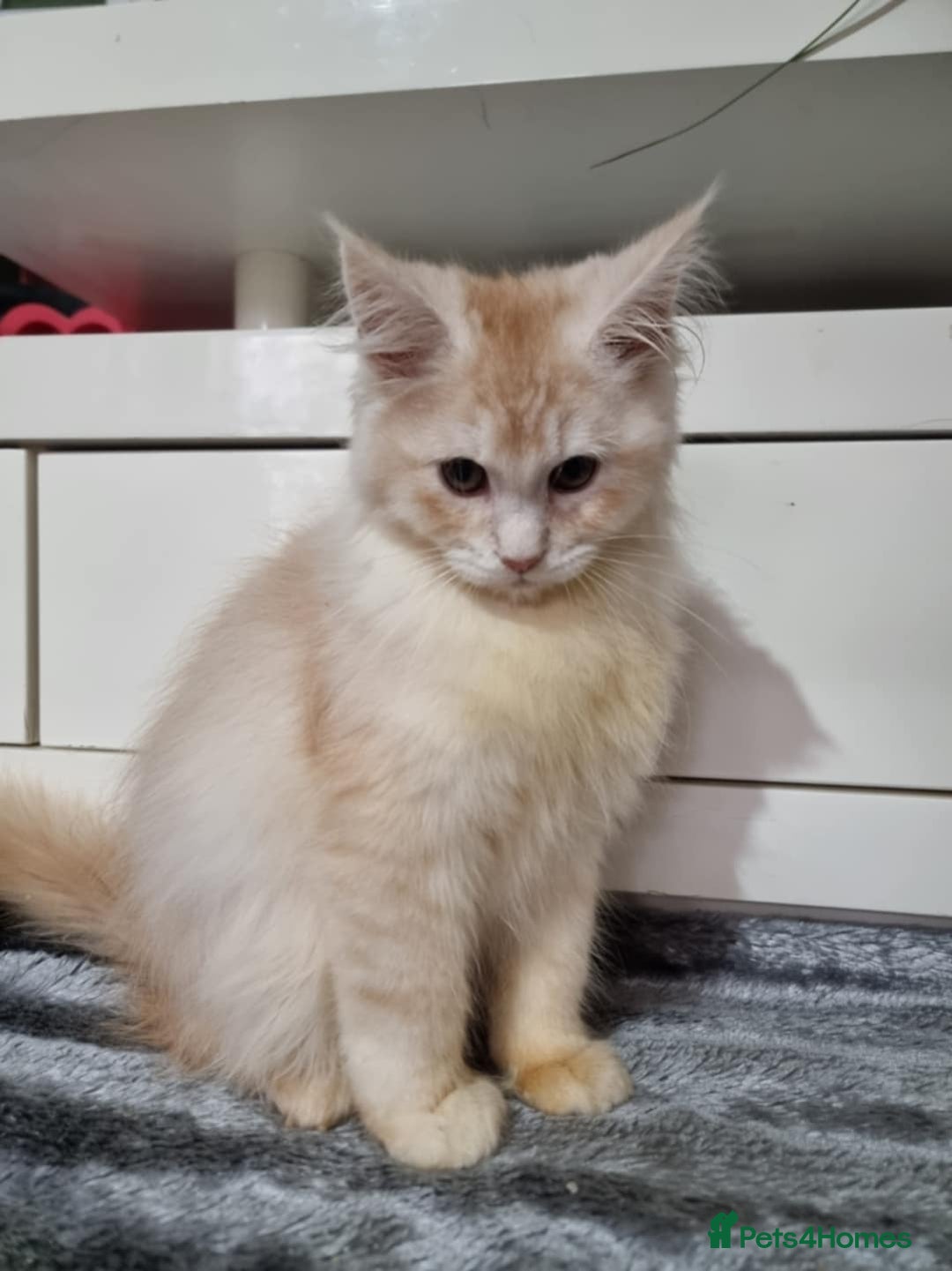 Maine Coon cats for sale: Beautiful Maine Coon Kittens - Advert 8