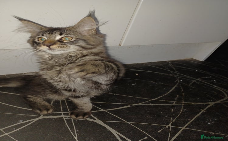 Maine Coon cats - Advert 2