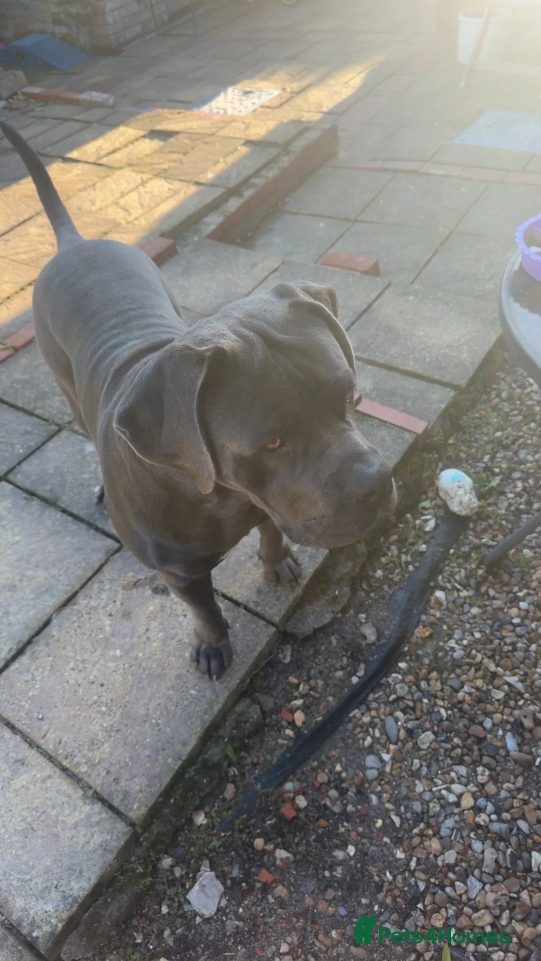 Boerboel dogs for stud: Male Boerboel  in Sudbury - Advert 3
