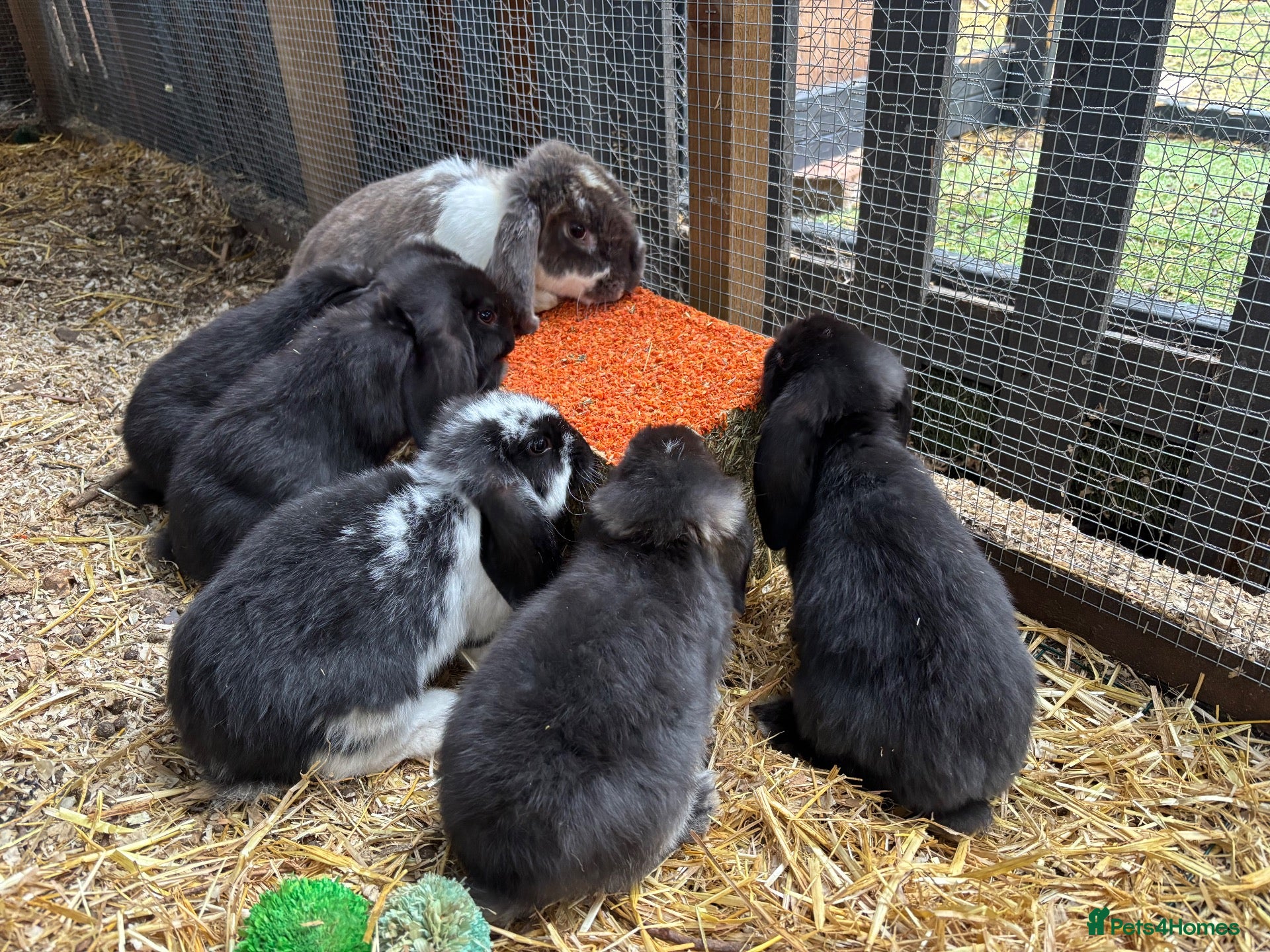 French Lop rabbits Baby “Giant” French Lops ready to reserve  - Advert 8