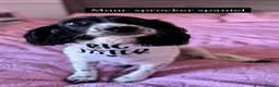 Mixed Breed dogs for sale: Spaniel puppies  - Advert 7