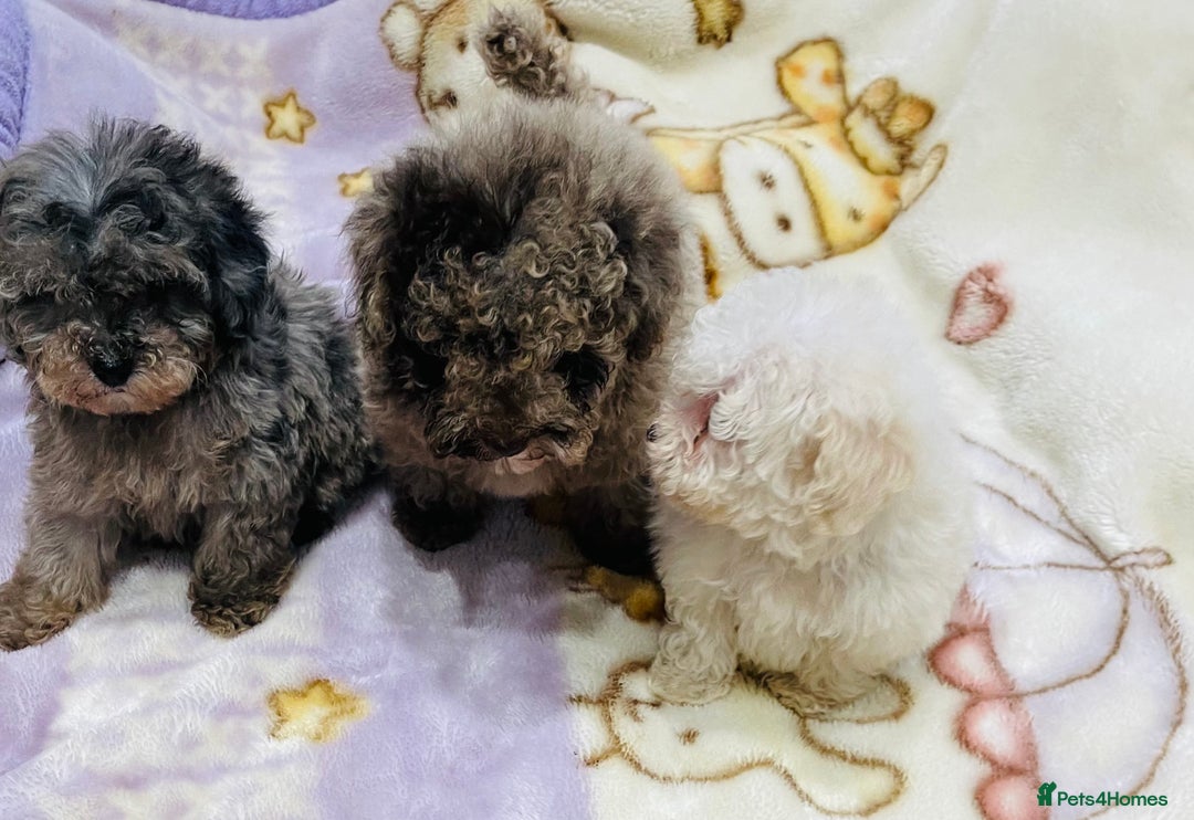 Cavapoo dogs for sale: F1b teddy bear Cavapoo puppies - Advert 13