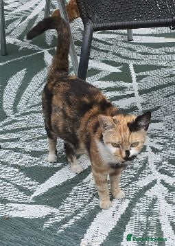 Mixed Breed cats Gorgeous Kittens Ready NOW! - Advert 1
