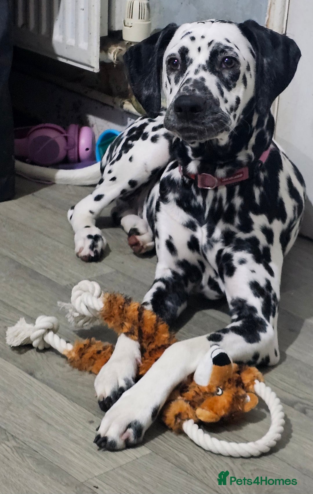 Dalmatian dogs for sale: Beautiful female dalmatian  - Image 6
