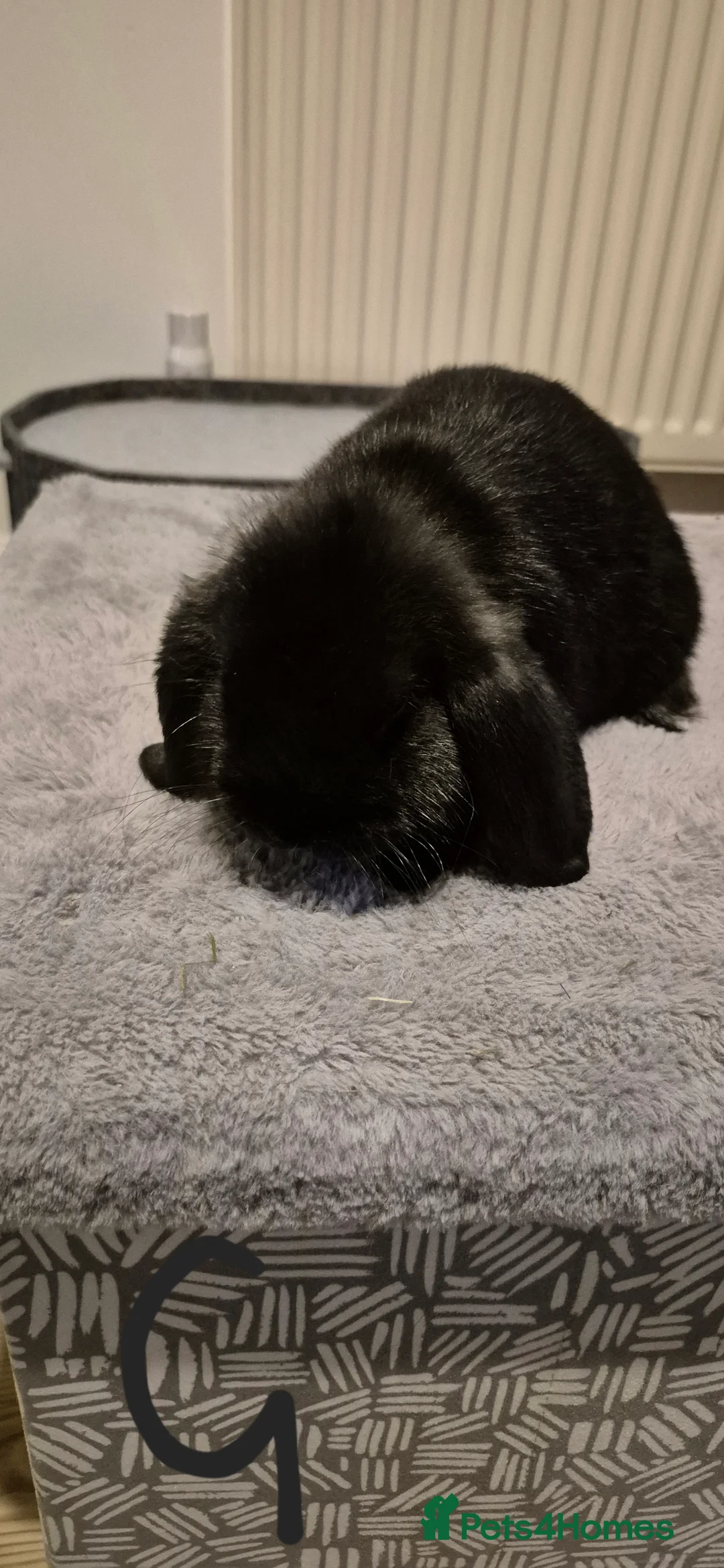 Mixed Breed rabbits for sale: 10 week old rabbits - Advert 5