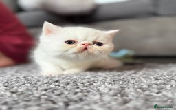 Exotic cats for sale: 4 beautiful exotic shorthair girls  - Image 22