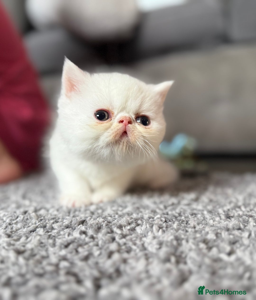 Exotic cats for sale: 4 beautiful exotic shorthair girls  - Image 22